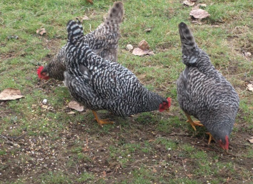 Barred Rock chickens for sale