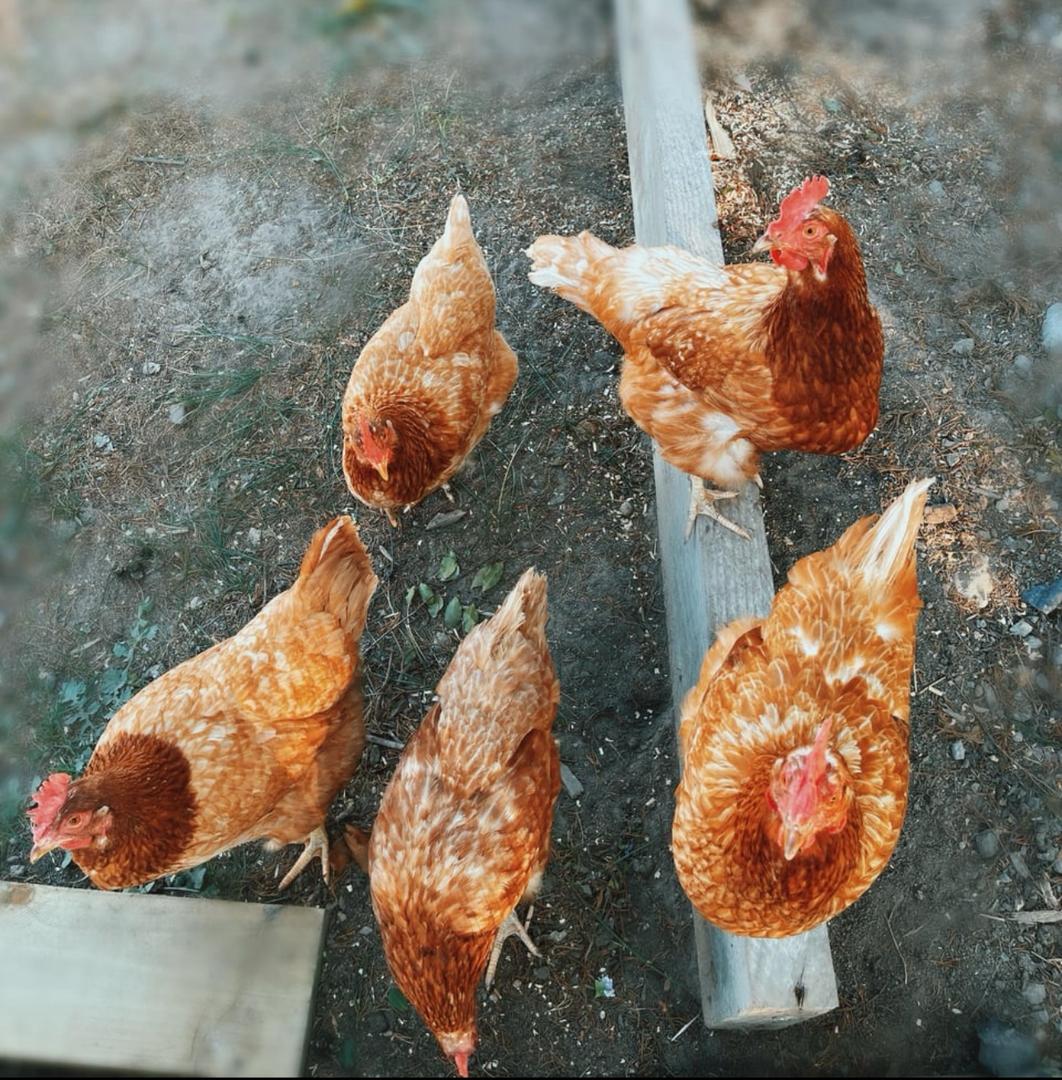 ISA Brown Chickens for Sale