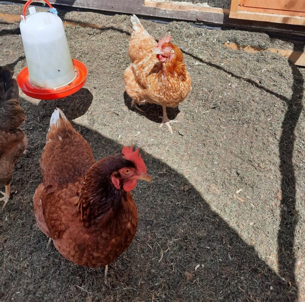 Lohmann Brown Egg Production.
