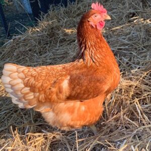 lohmann brown chickens for sale