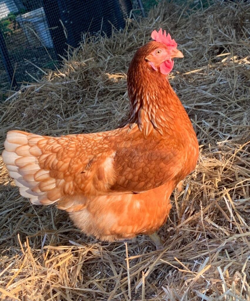 healthy lohmann brown hens