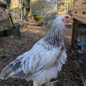 Brahma rooster for sale in USA. Large, calm, fertile breeding roosters for backyard flocks, family farms, and premium poultry breeding