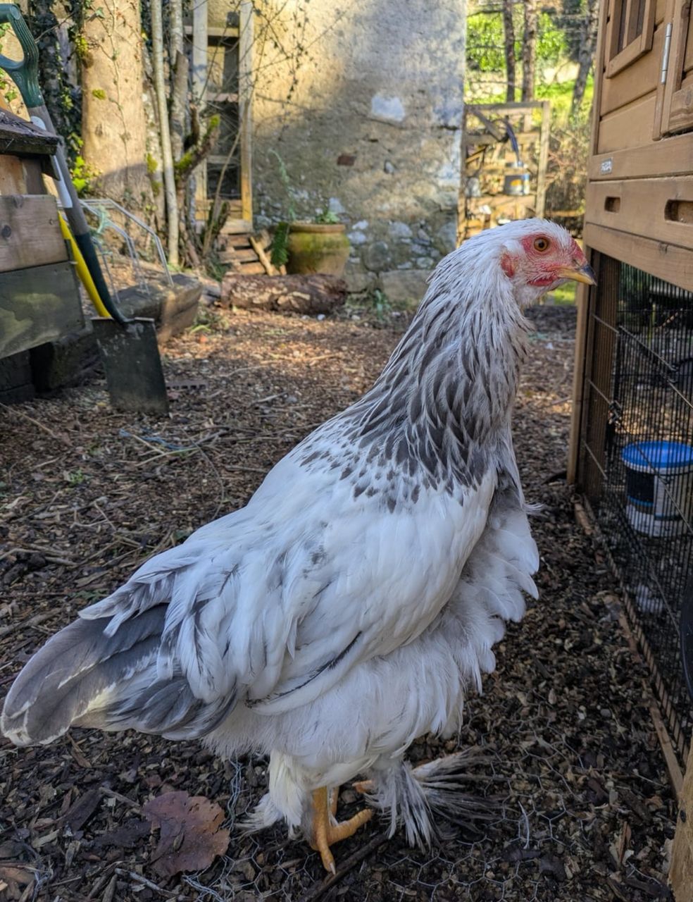 Brahma rooster for sale in USA. Large, calm, fertile breeding roosters for backyard flocks, family farms, and premium poultry breeding