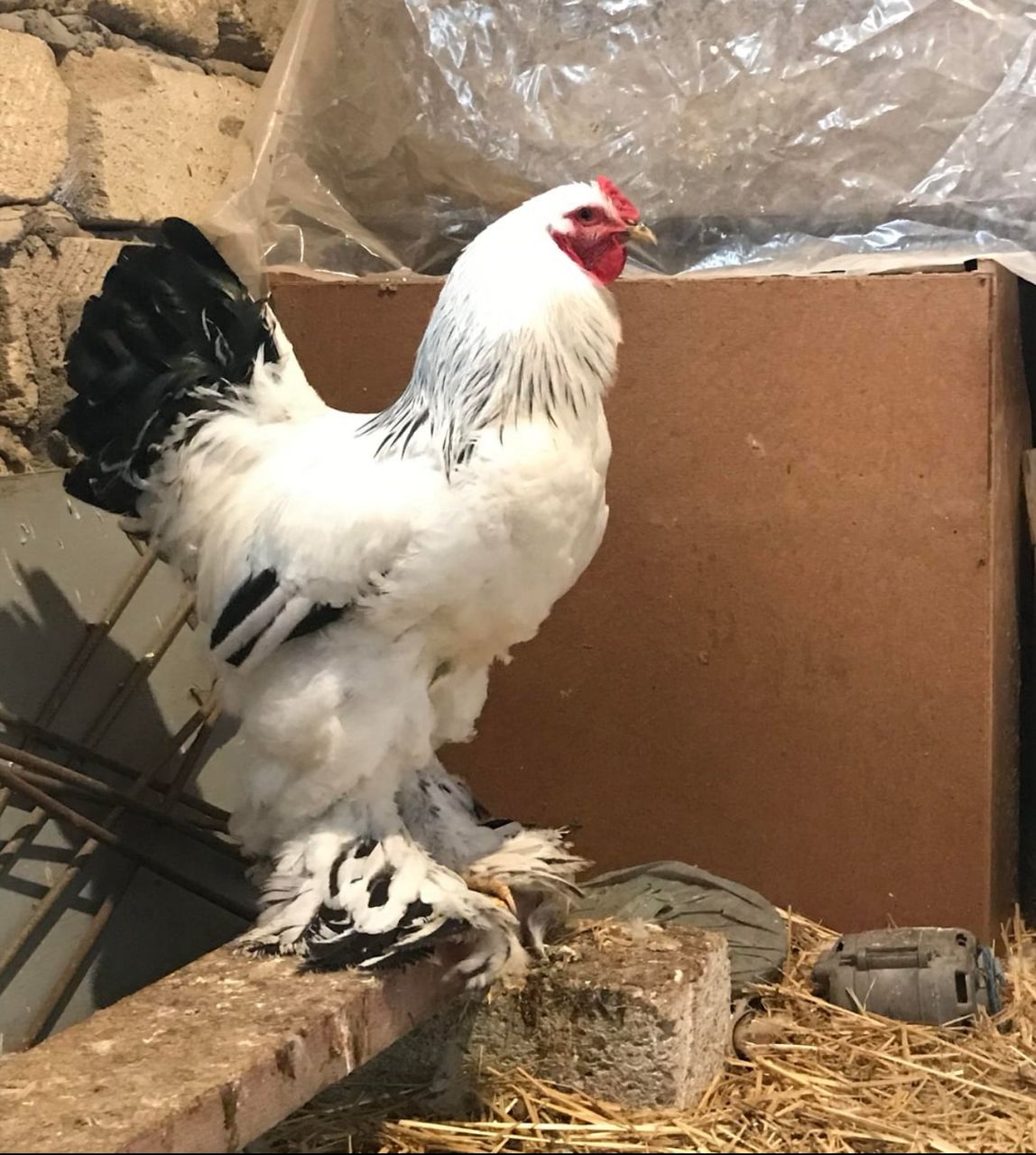 Brahma Rooster for Sale - Image 5