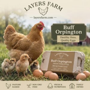adult buff orpington hens chicks