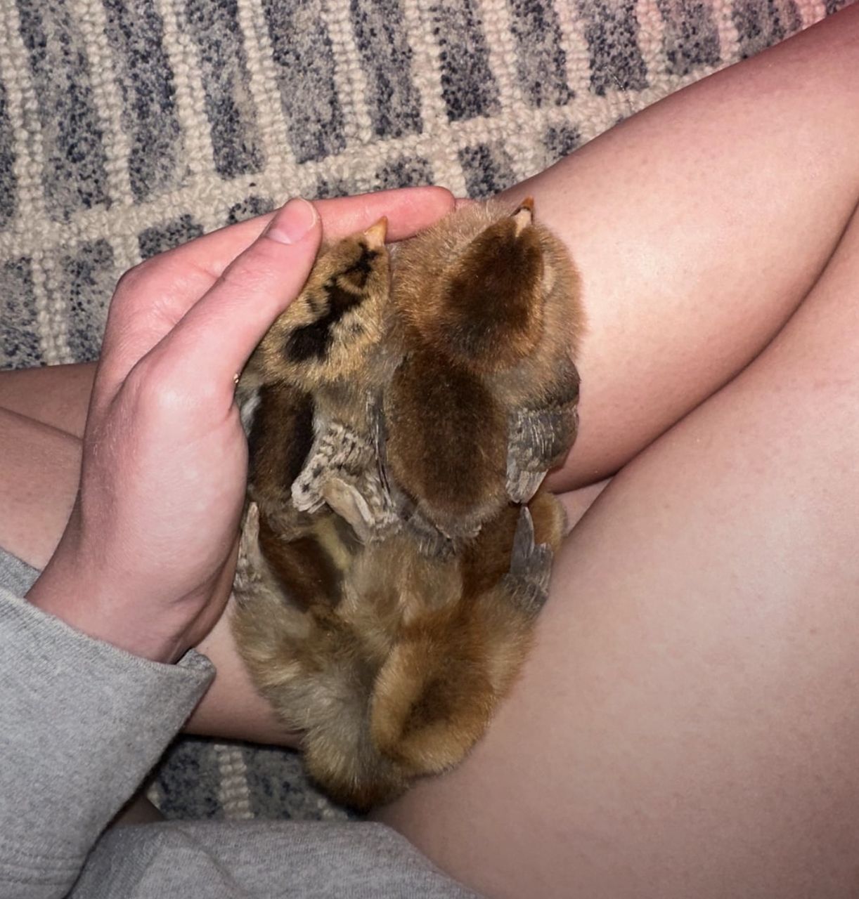 Isa Brown Chicks Day Old - Image 3