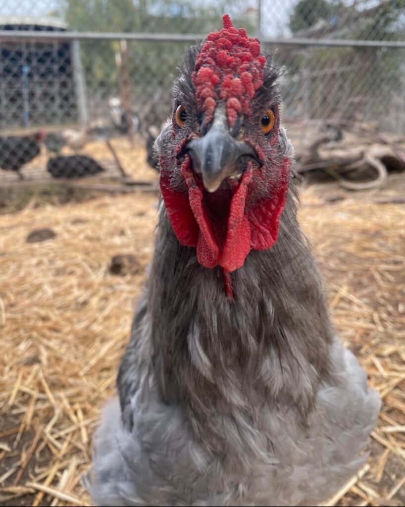 Orpington chicken health
