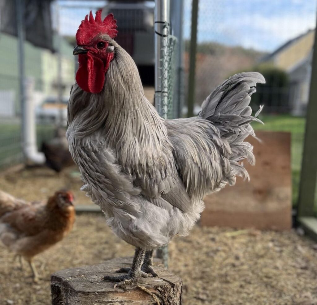 Lavender Orpington Hatching Eggs
