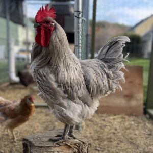 Lavender Orpington Rooster for Sale