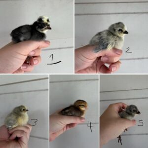 Mixed Day Old chicks