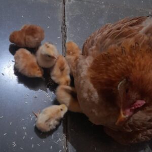 Lohmann Brown chicken chicks for sale