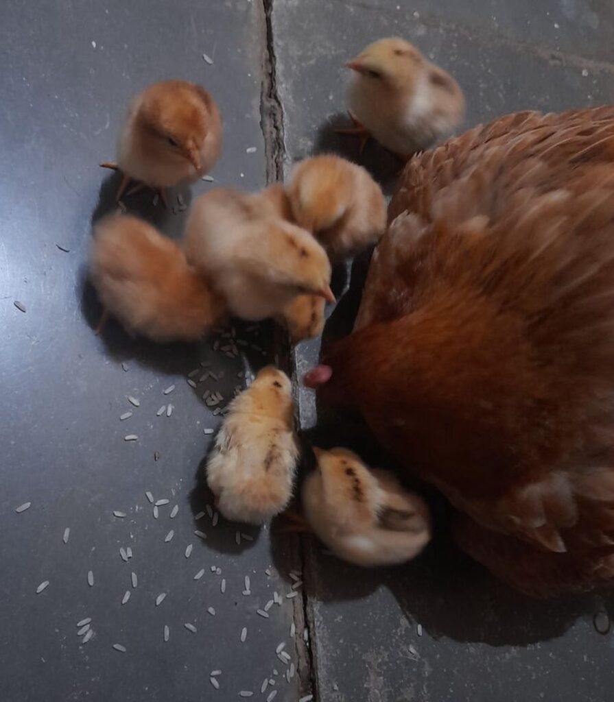 Rhode Island Red chicken breeders
