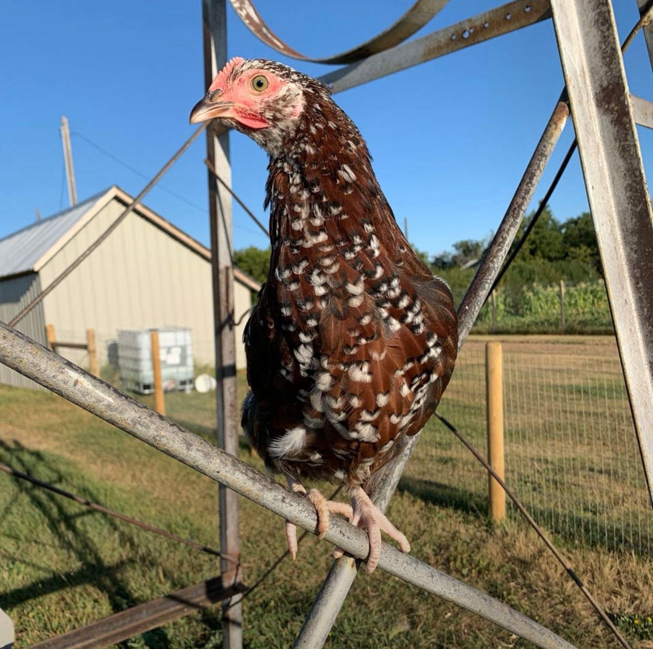 Sussex Rooster for Sale - Image 4