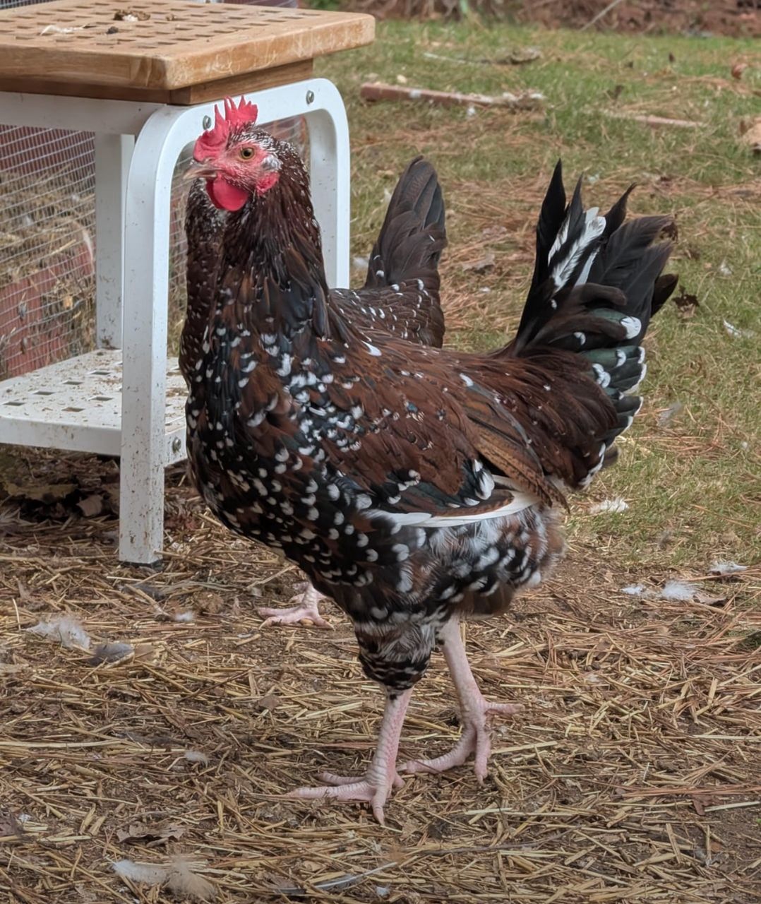 Sussex Rooster for Sale