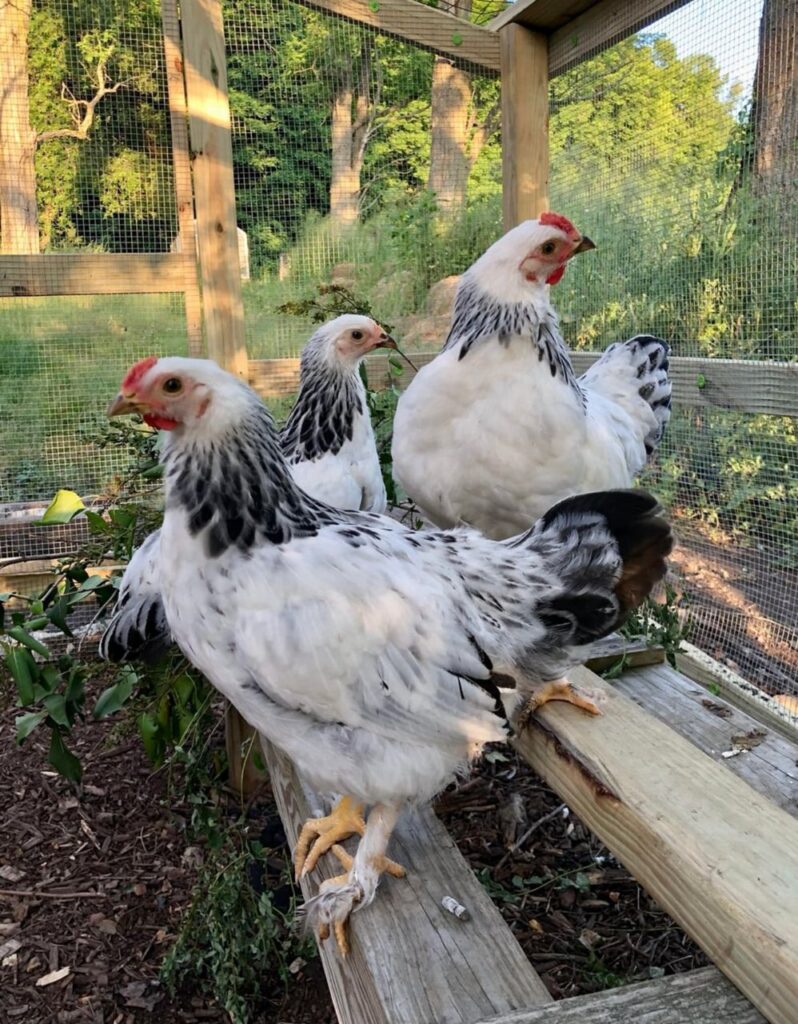 Heritage Breed Laying Hens for Sale