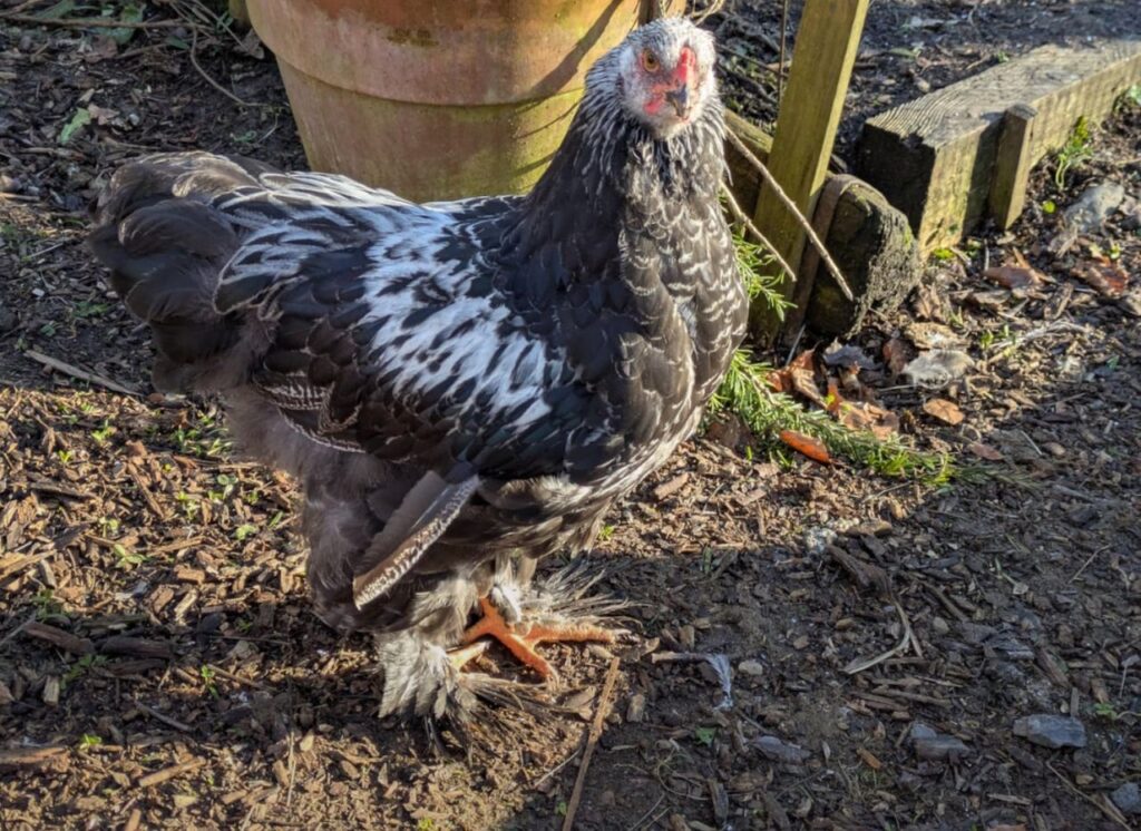 Speckled Sussex Egg Production