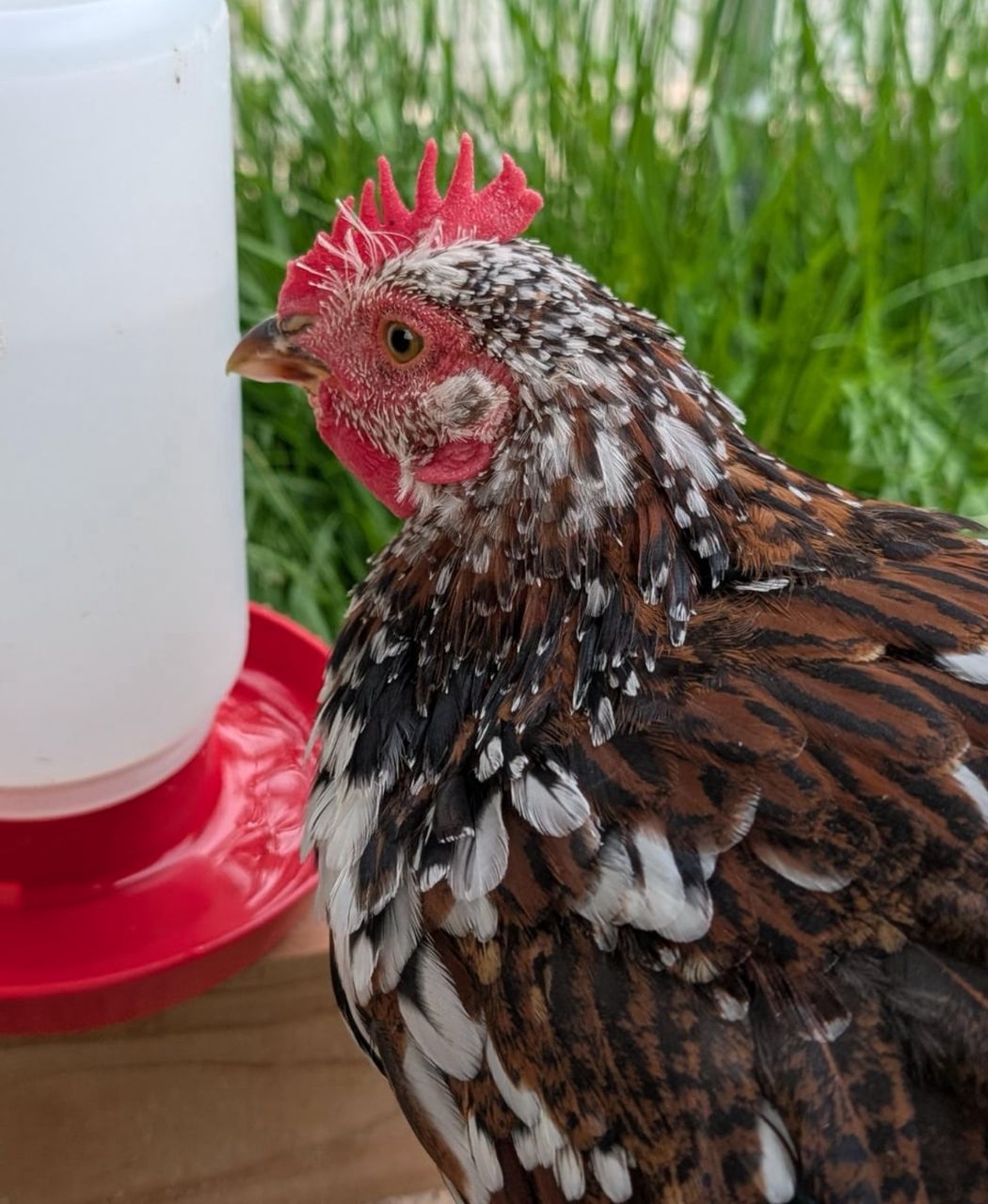 Sussex Rooster for Sale - Image 3