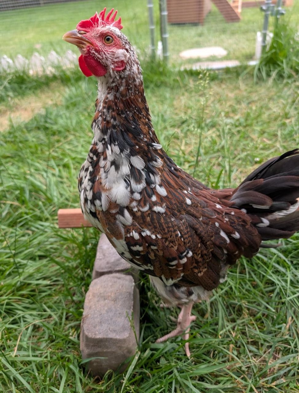 Sussex Rooster for Sale