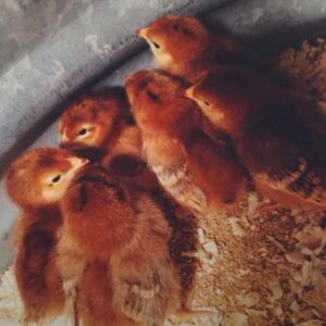 Isa Brown Chicks for Sale
