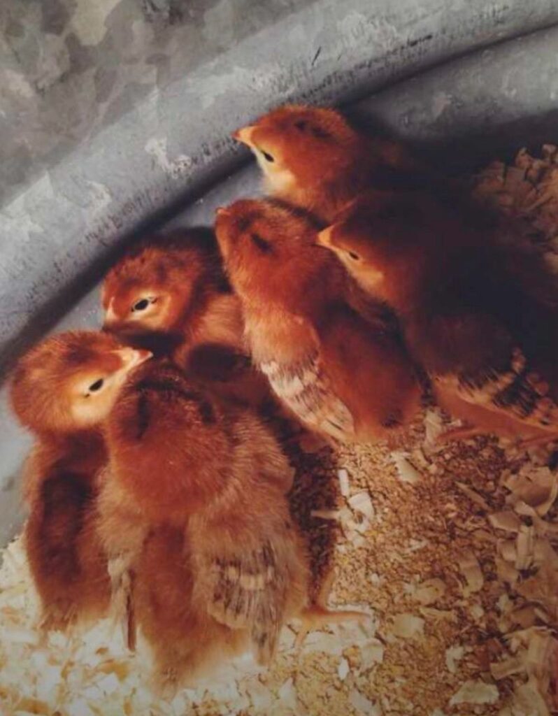 Lohmann Brown Chicken Breed. Lohmann Brown pullets
