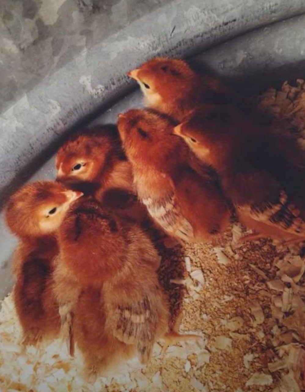 Isa Brown Chicks for Sale