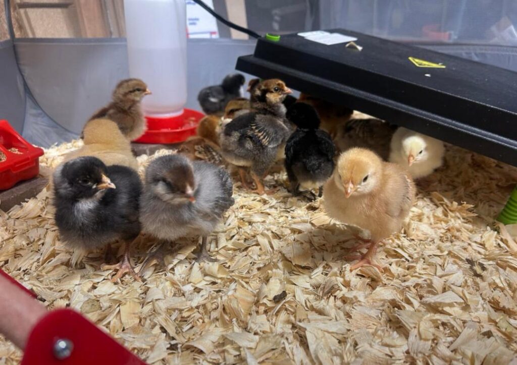 Buying Chicks in the USA