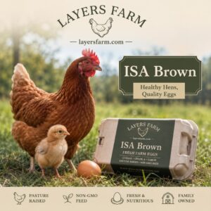Are there ISA Brown chickens for sale