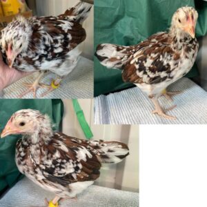 Speckled Sussex chicks for sale