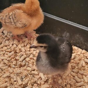 Speckled Sussex day-old chicks