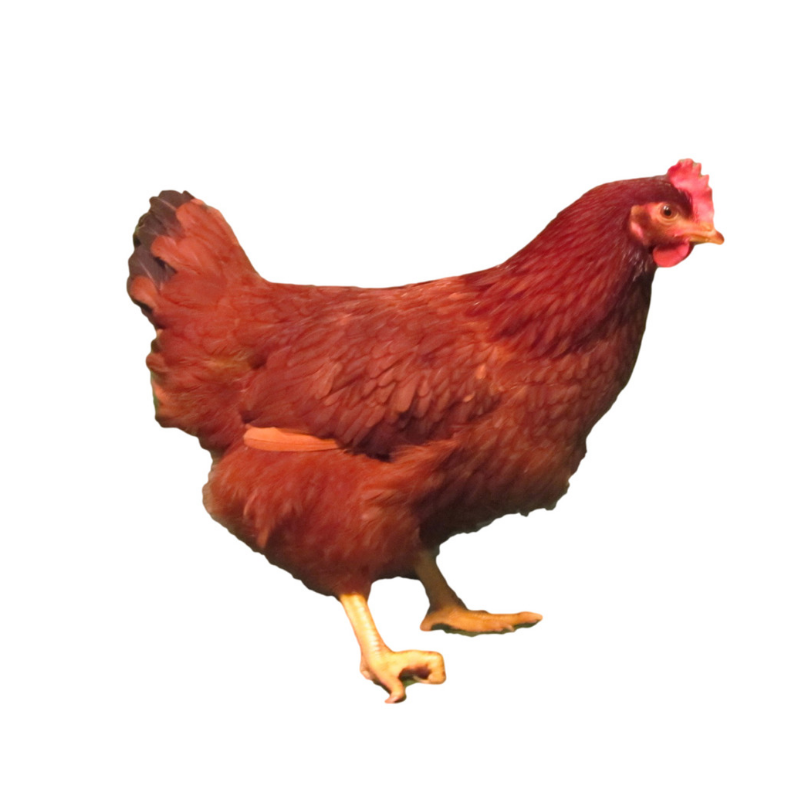 Rhode Island Red Chickens for Sale in the USA