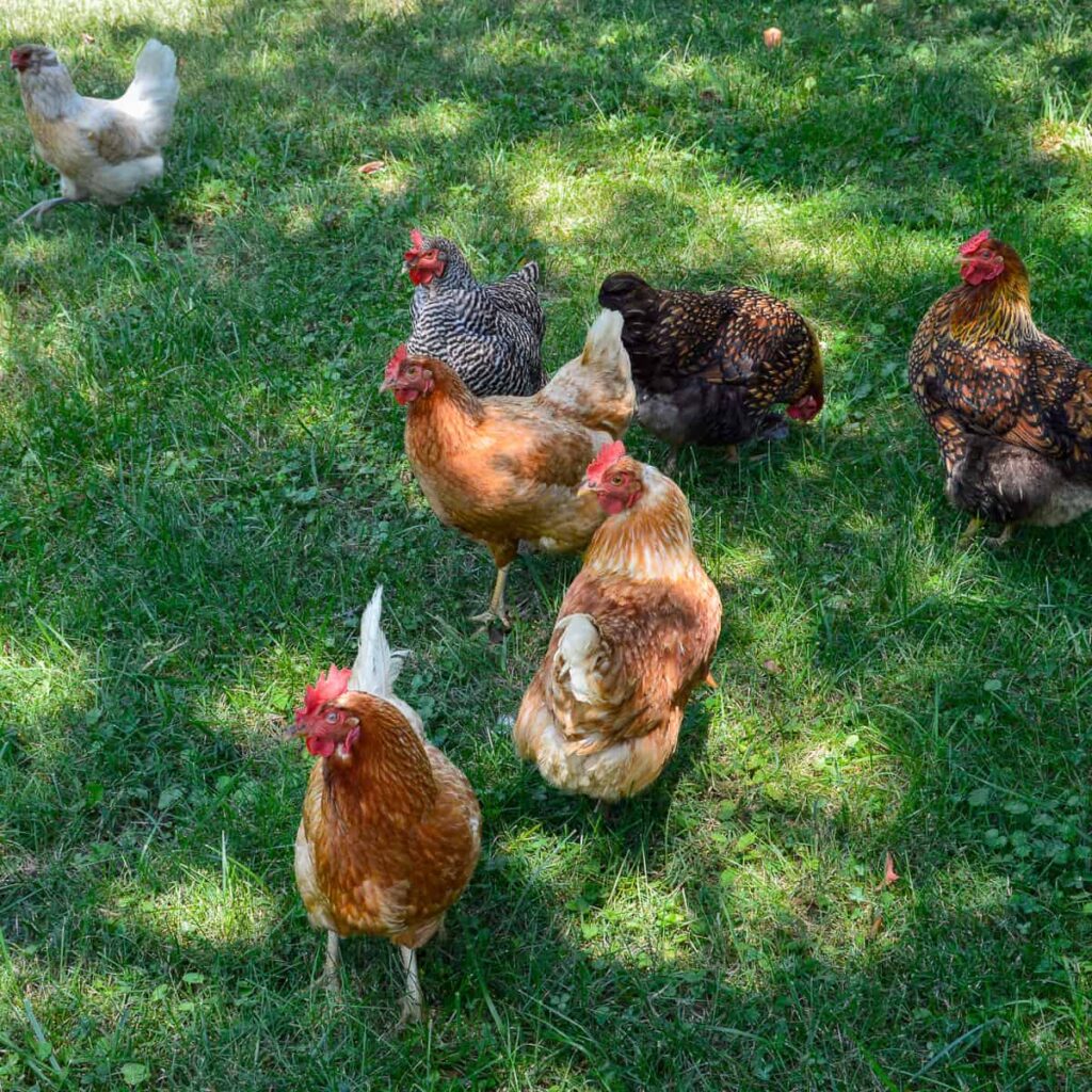 Best Chicken Breeds for Egg Production in USA