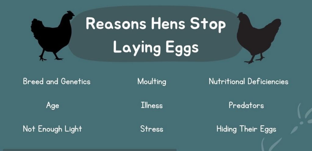 Hens stopped laying eggs
