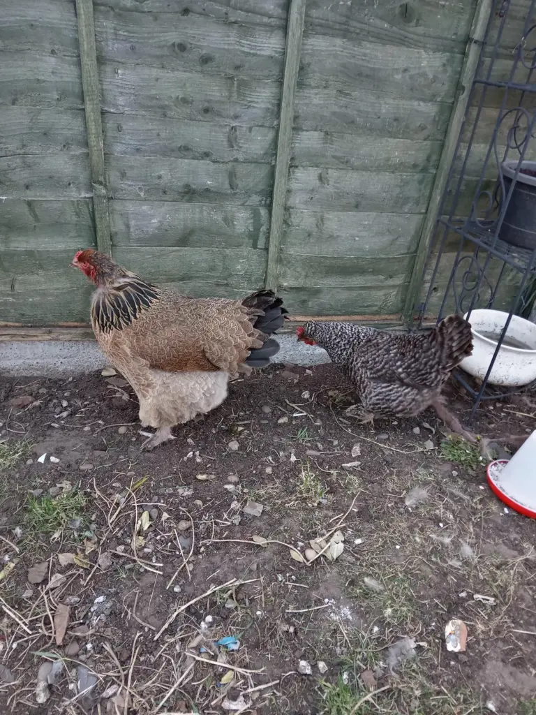 dual-purpose chickens