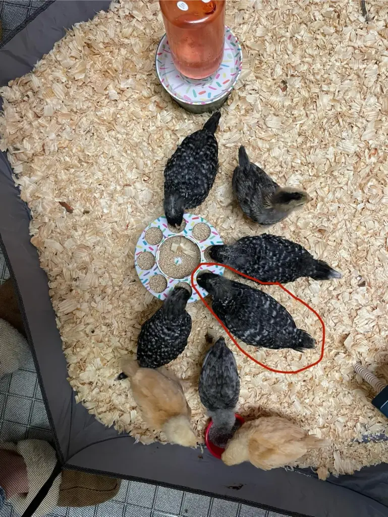 Plymouth Rock pullets for sale