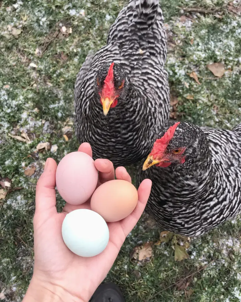 cold hardy laying hens