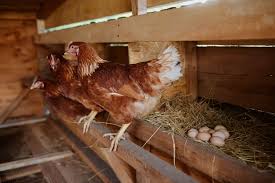 Egg-Laying Chickens for Sale