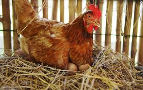 Raising Laying Hens