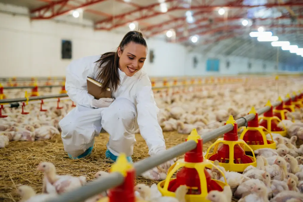 Poultry Farming Business Guide