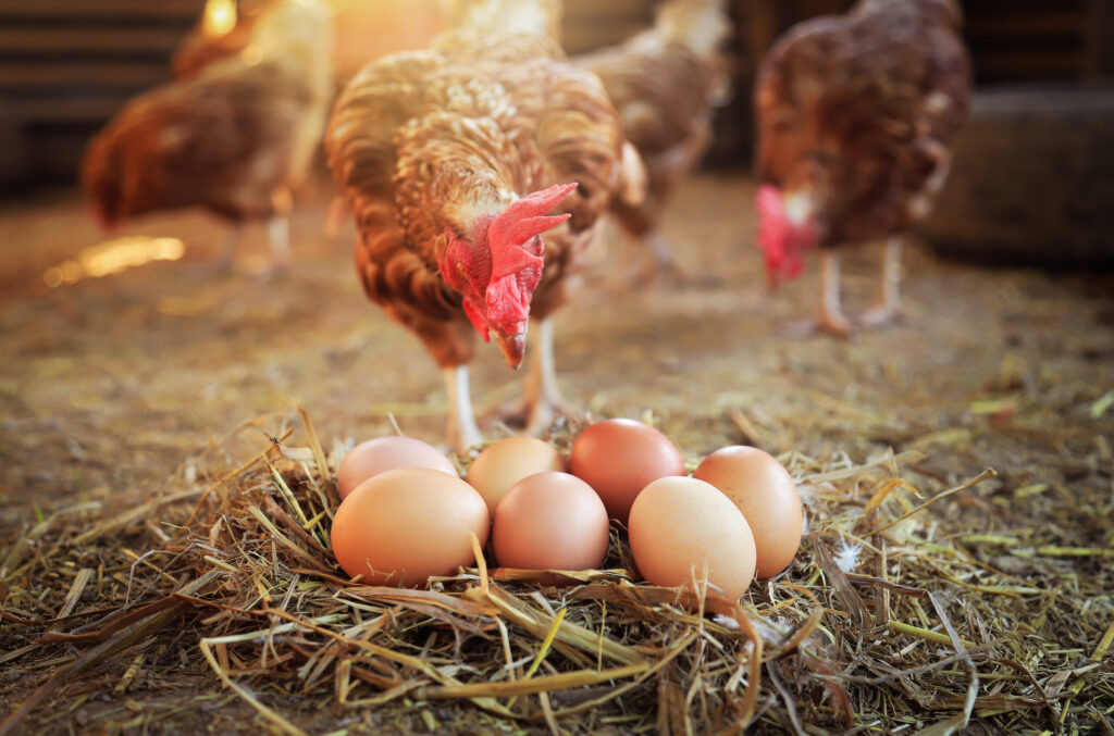 how to increase egg production
