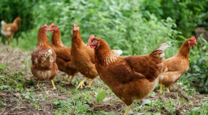 Best Laying Hens Breeds