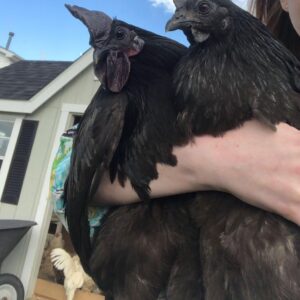 Ayam Cemani chickens