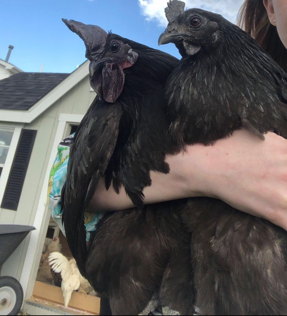 Ayam Cemani chickens