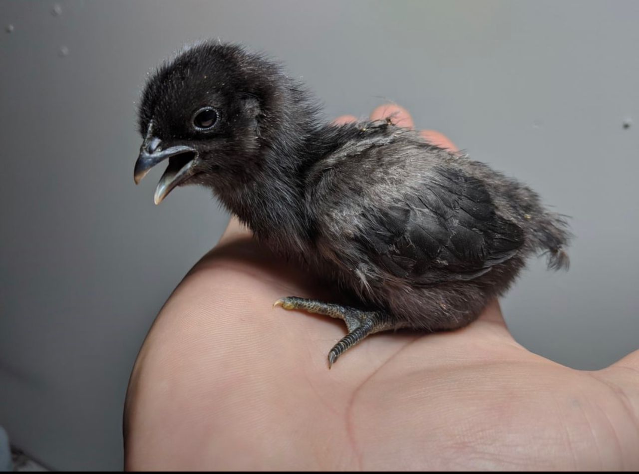 Ayam Cemani for sale - Image 3