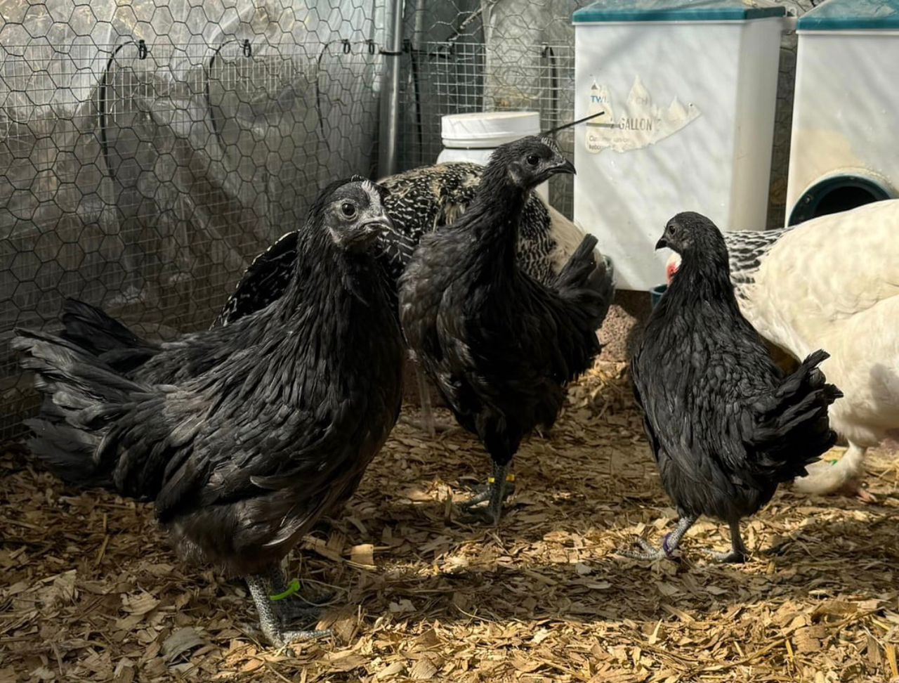 Ayam Cemani for sale