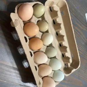 Fresh, free range eggs