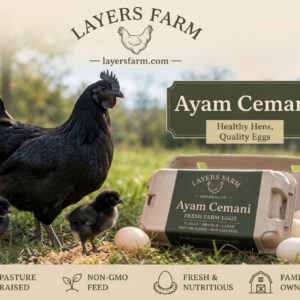 Ayam Cemani for Sale