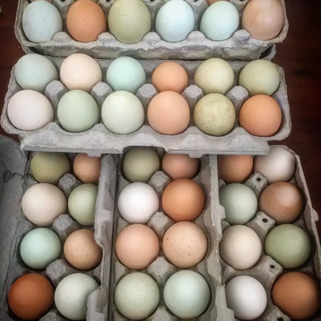 pasture raised eggs