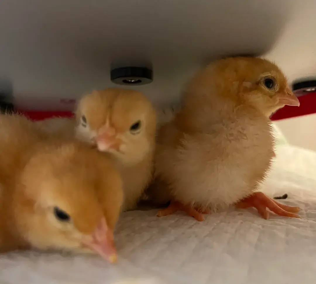 Golden Comet chicksfror sale